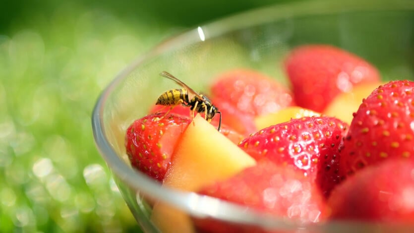 Vorsicht beim Essen im Freien