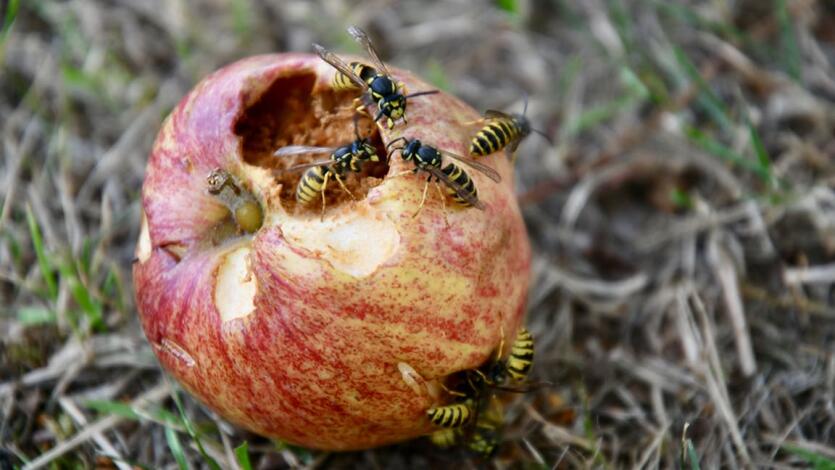 Abstand halten von Mülleimern und Fallobst