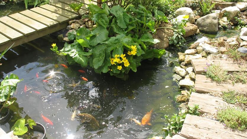 Im eigenen Garten: Vorsicht mit Teich & Co.