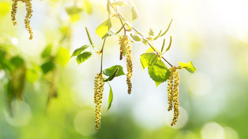 Pollen, Hausstaubmilben & Co.